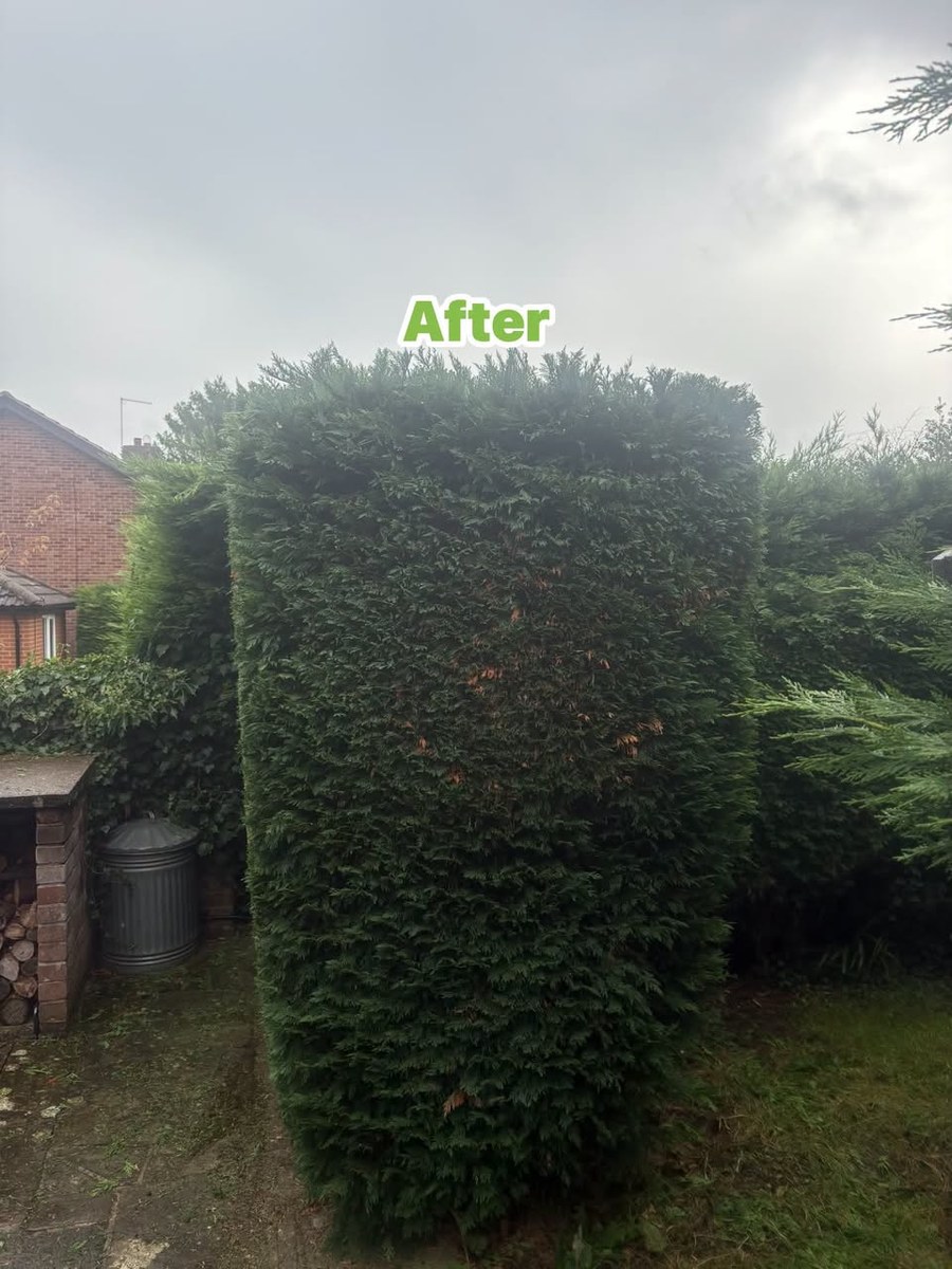 Hedge Trimming & Shaping