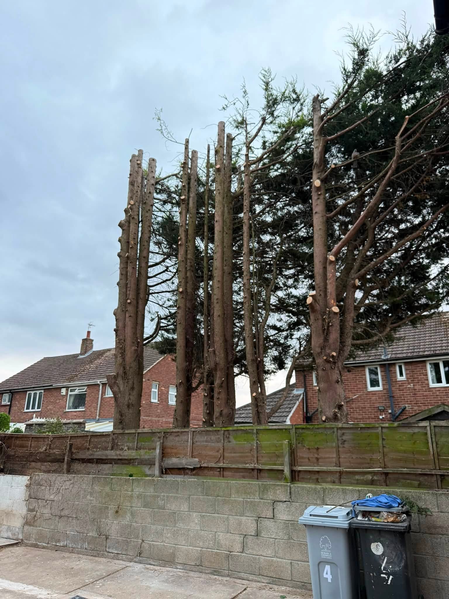 L.I.S Tree & Landscapes — photo 4